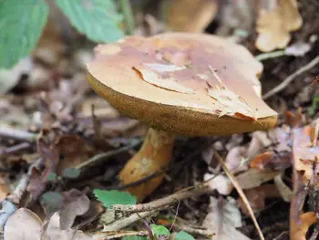 Vagevuurbos en Lippensgoed-Bulskampveld (België)